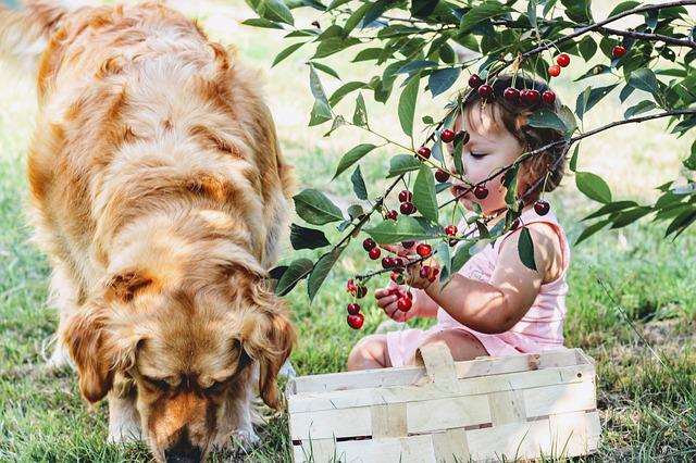 Geschenkgutschein Hunde-Akademie-Lomp-Shop