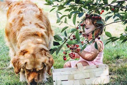 Geschenkgutschein Hunde-Akademie-Lomp-Shop