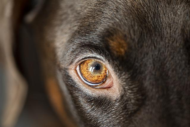 Geschenkgutschein Hunde-Akademie-Lomp-Shop