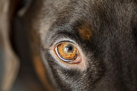 Geschenkgutschein Hunde-Akademie-Lomp-Shop